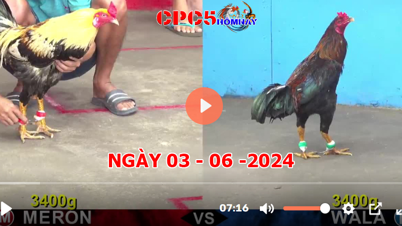 Đá gà CPC5 ngày 03-06-2024