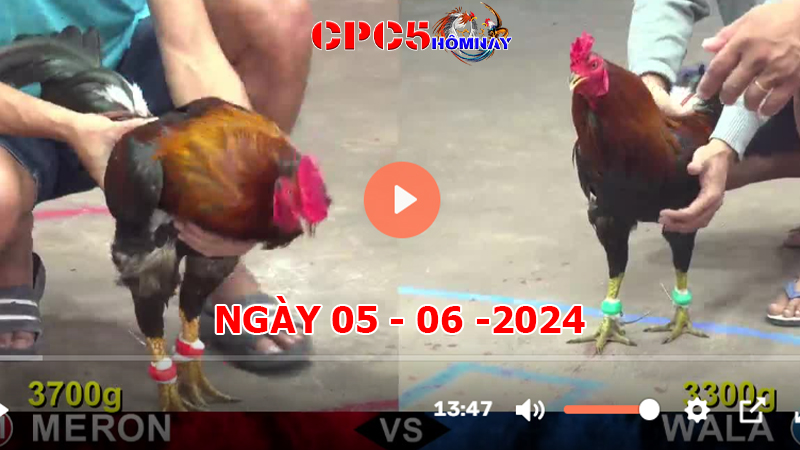 Đá gà CPC5 ngày 05-06-2024