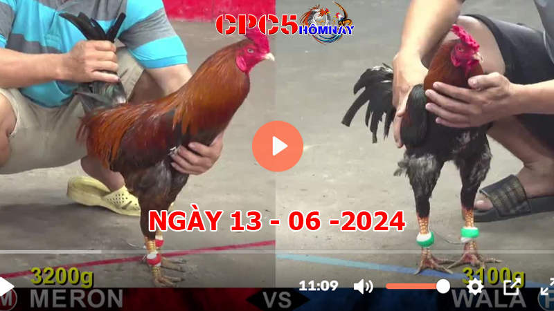 Đá gà CPC5 ngày 13-06-2024