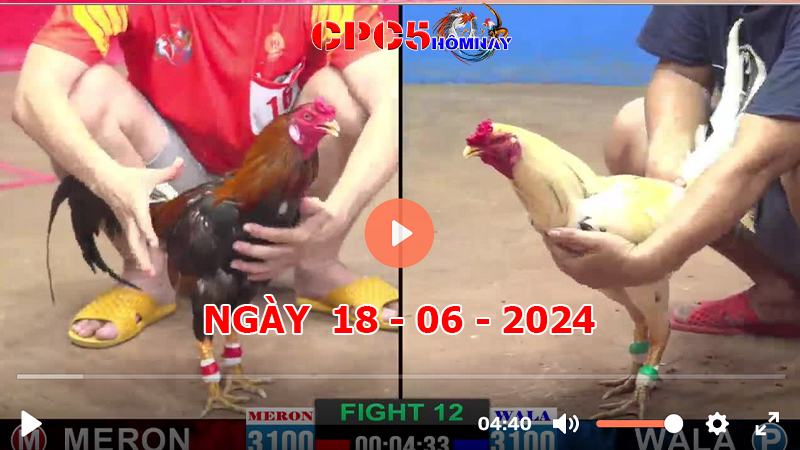 Đá gà CPC5 ngày 18-06-2024