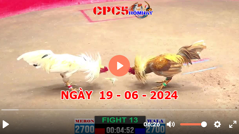 Đá gà CPC5 ngày 19-06-2024