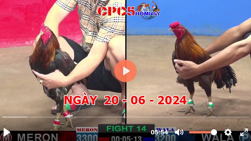 Đá gà CPC5 ngày 20-06-2024