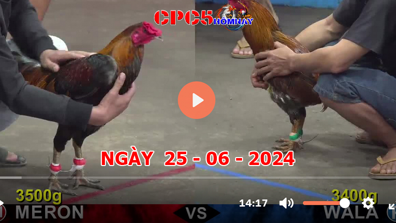 Đá gà CPC5 ngày 25-06-2024