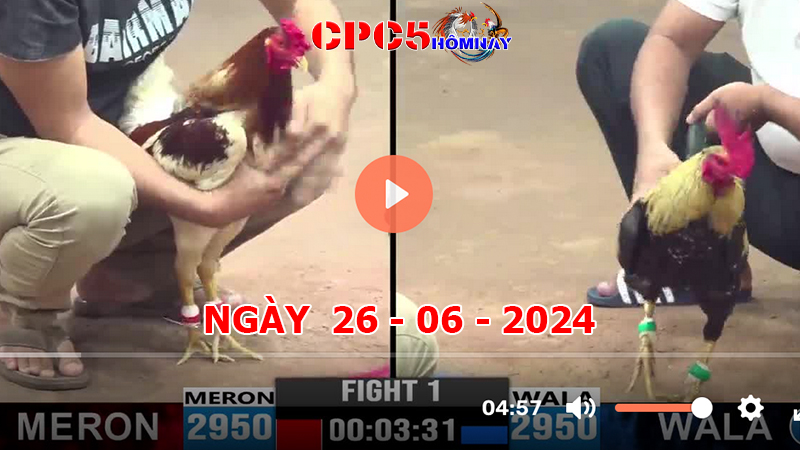 Đá gà CPC5 ngày 26-06-2024