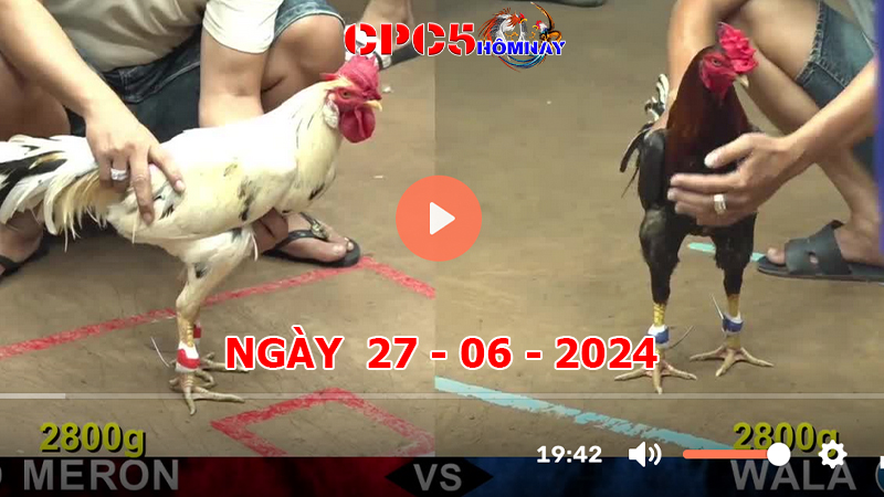 Đá gà CPC5 ngày 27-6-2024