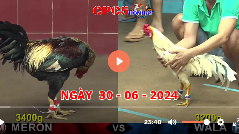 Đá gà CPC5 ngày 30-6-2024