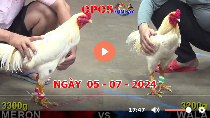 Đá gà CPC5 ngày 05-7-2024