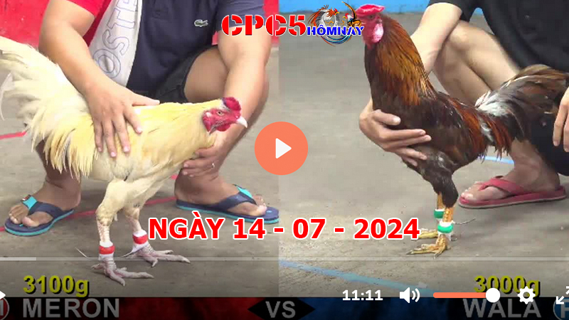 Đá gà CPC5 ngày 14-7-2024