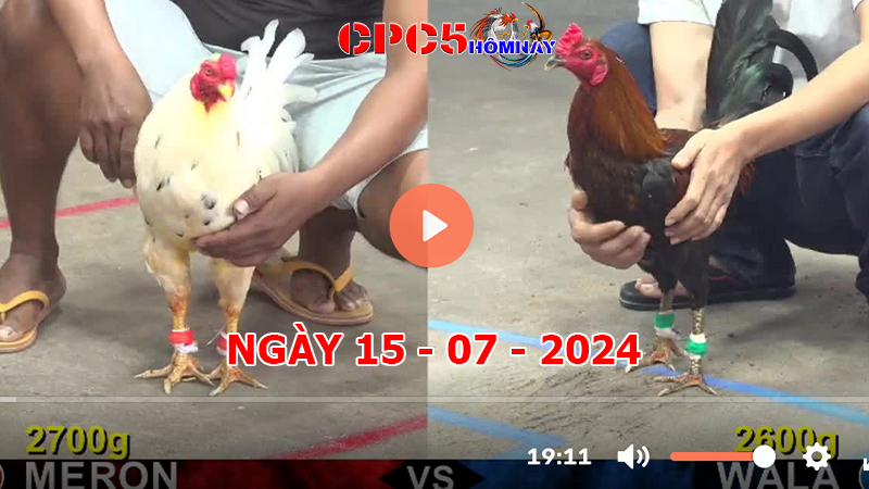 Đá gà CPC5 ngày 15-7-2024