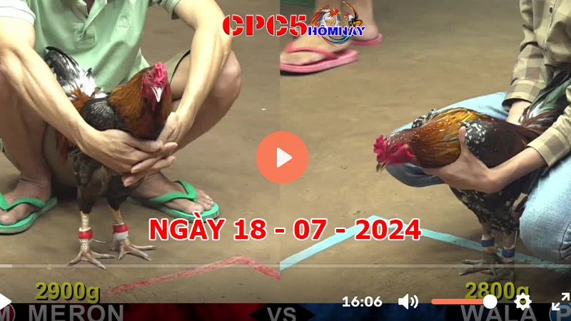 Đá gà CPC5 ngày 18-7-2024