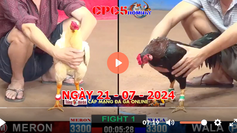 Đá gà CPC5 ngày 21-7-2024