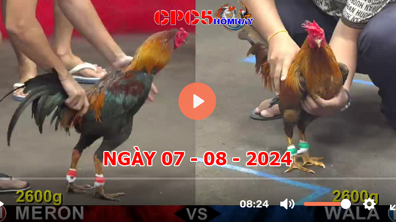 Đá gà CPC5 ngày 07-8-2024