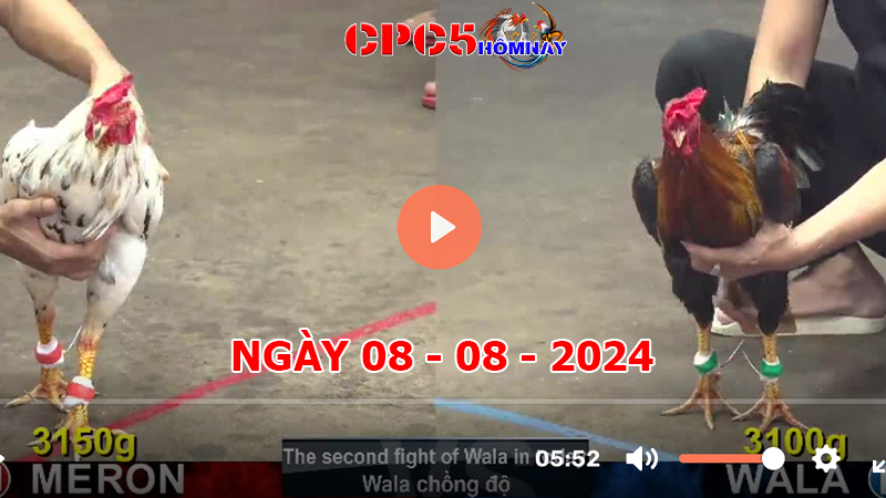 Đá gà CPC5 ngày 08-8-2024