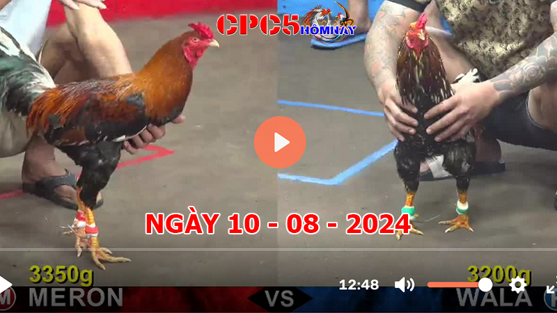 Đá gà CPC5 ngày 10-8-2024