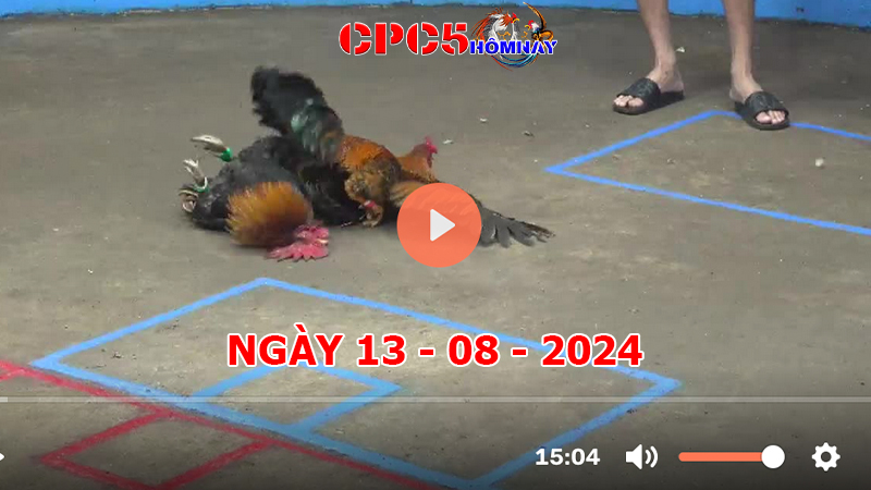 Đá gà CPC5 ngày 13-8-2024