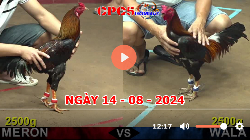 Đá gà CPC5 ngày 14-8-2024