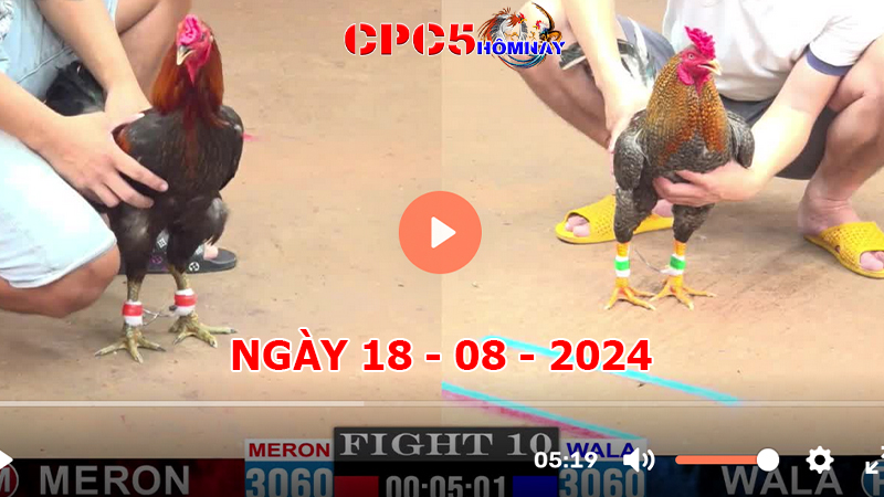 Đá gà CPC5 ngày 18-8-2024