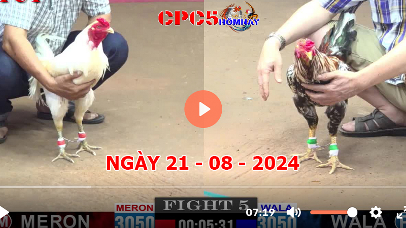 Đá gà CPC5 ngày 21-8-2024