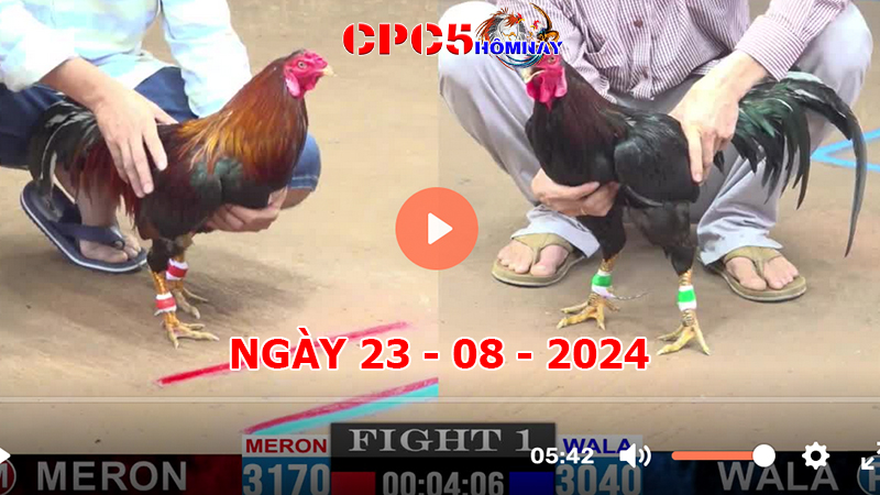 Đá gà CPC5 ngày 23-8-2024