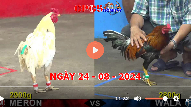 Đá gà CPC5 ngày 24-8-2024