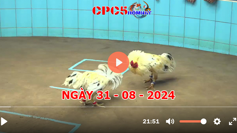 Đá gà CPC5 ngày 31-8-2024