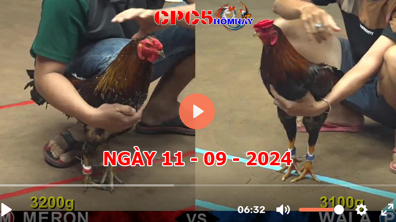 Đá gà CPC5 ngày 11-9-2024