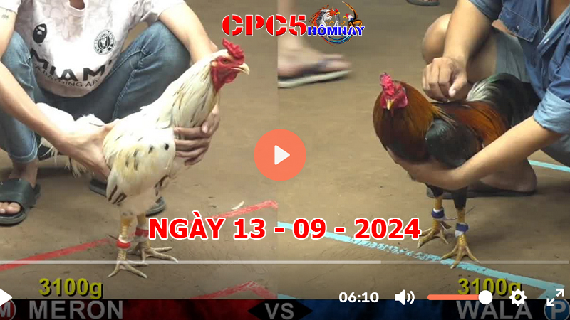 Đá gà CPC5 ngày 13-9-2024