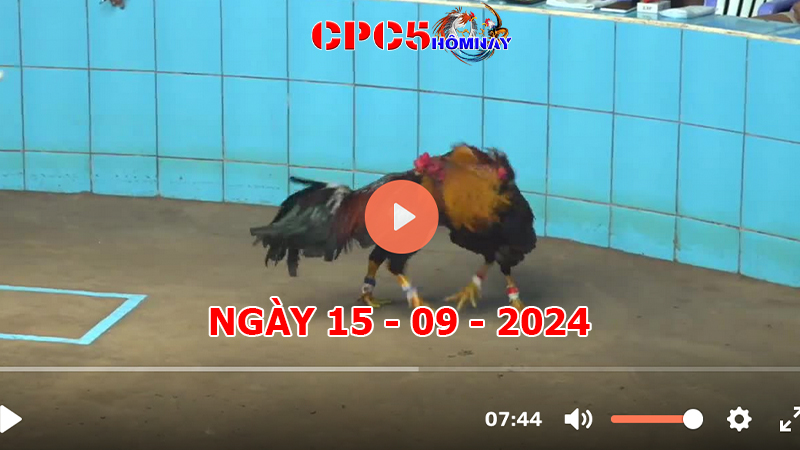 Đá gà CPC5 ngày 15-9-2024