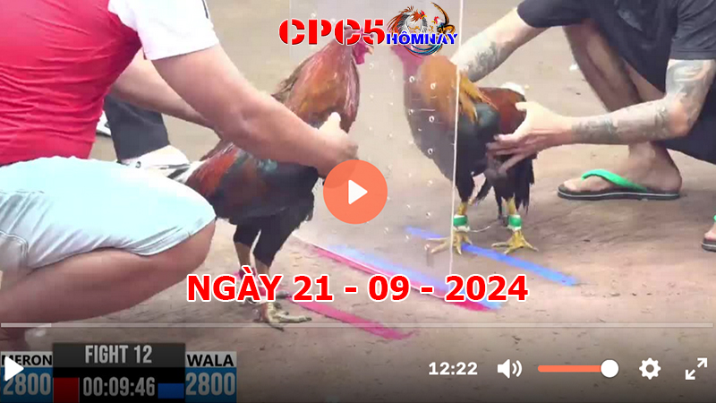 Đá gà CPC5 ngày 21-9-2024