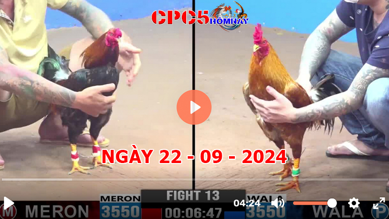 Đá gà CPC5 ngày 22-9-2024