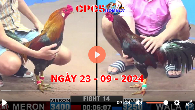 Đá gà CPC5 ngày 23-9-2024