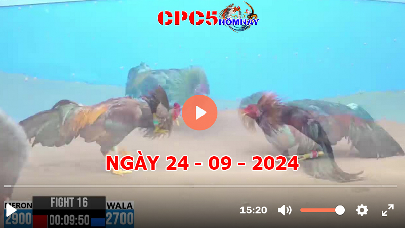 Đá gà CPC5 ngày 24-9-2024