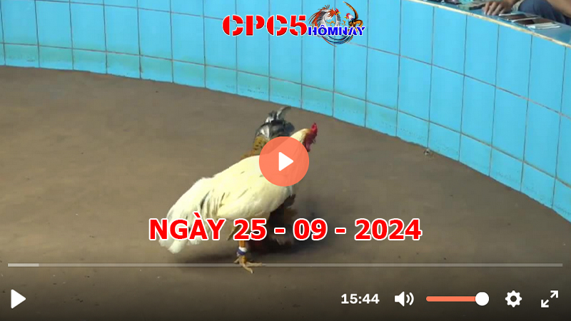 Đá gà CPC5 ngày 25-9-2024