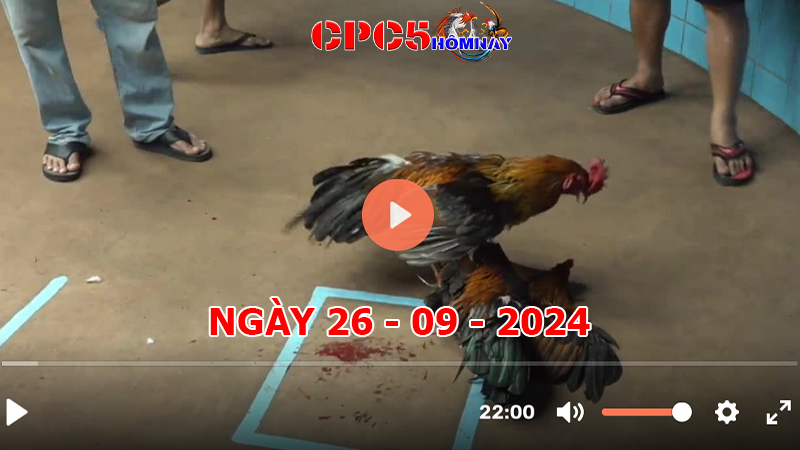 Đá gà CPC5 ngày 26-9-2024