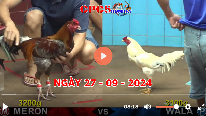 Đá gà CPC5 ngày 27-9-2024