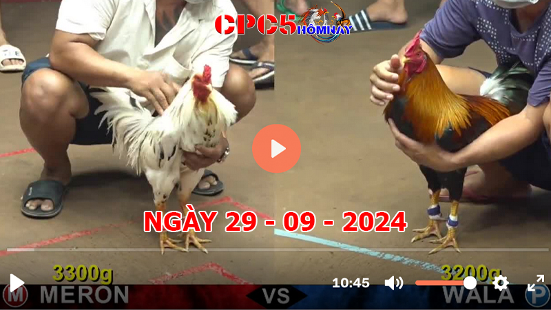 Đá gà CPC5 ngày 29-9-2024