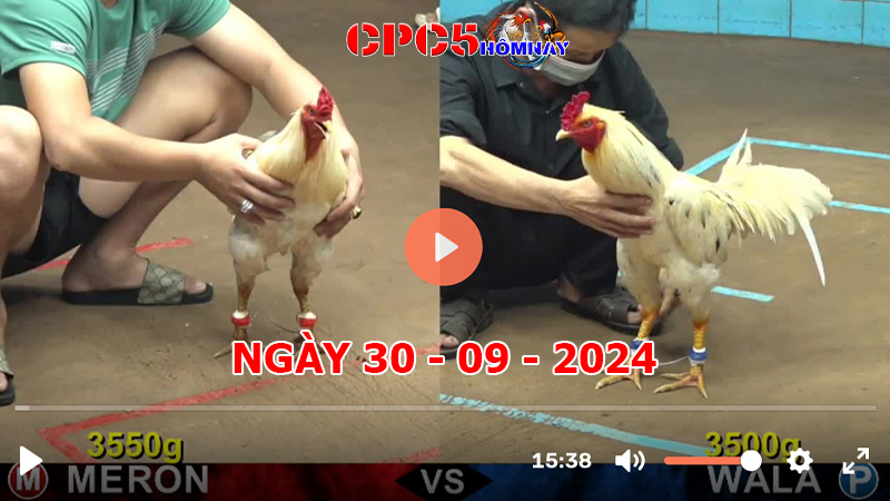 Đá gà CPC5 ngày 30-9-2024