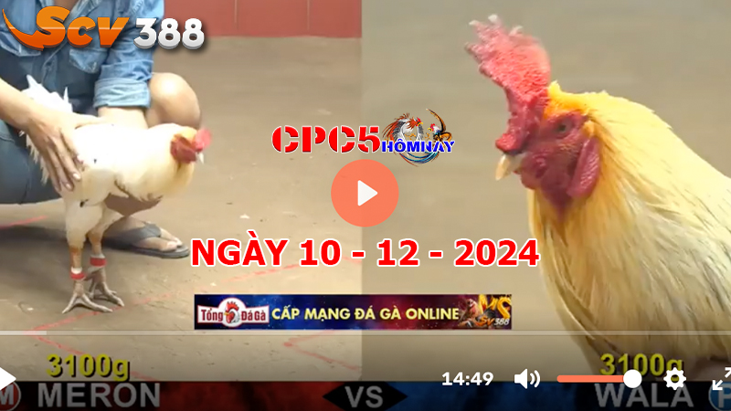 Đá gà CPC5 ngày 10-12-2024