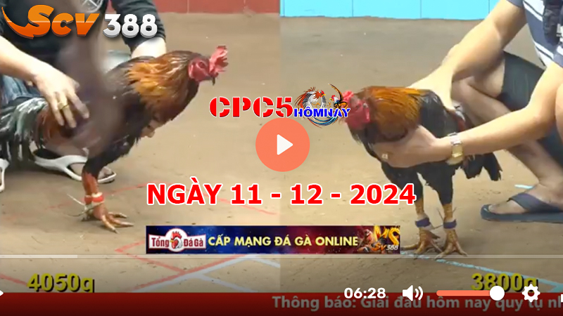 Đá gà CPC5 ngày 11-12-2024