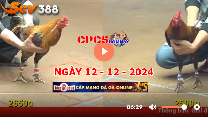 Đá gà CPC5 ngày 12-12-2024