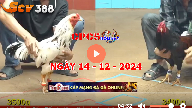 Đá gà CPC5 ngày 14-12-2024