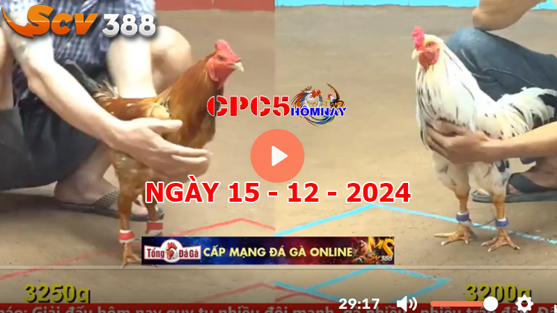 Đá gà CPC5 ngày 15-12-2024