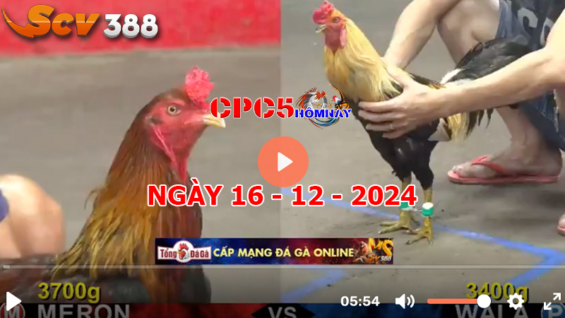 Đá gà CPC5 ngày 16-12-2024