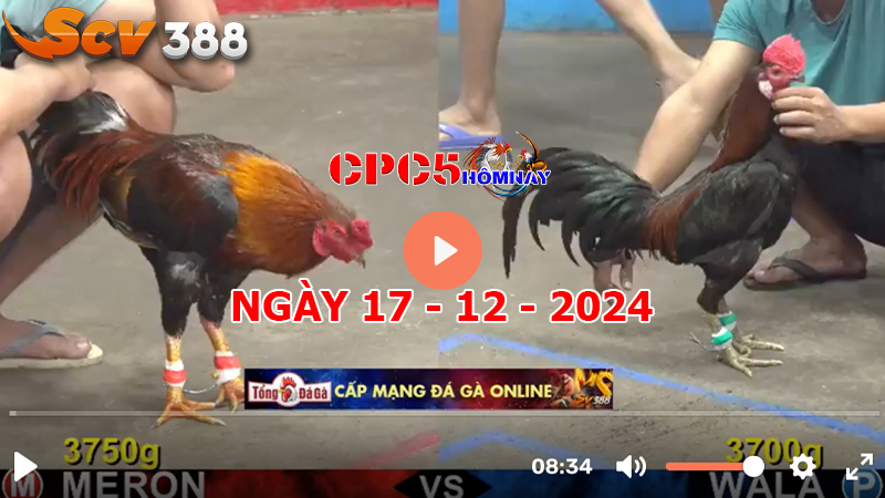 Đá gà CPC5 ngày 17-12-2024