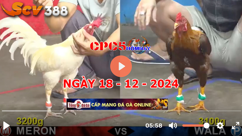 Đá gà CPC5 ngày 18-12-2024