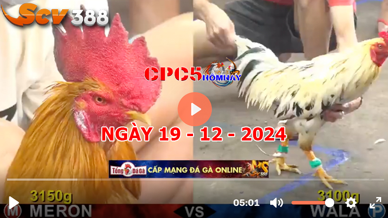 Đá gà CPC5 ngày 19-12-2024