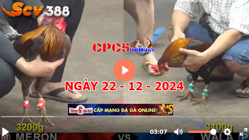 Đá gà CPC5 ngày 22-12-2024