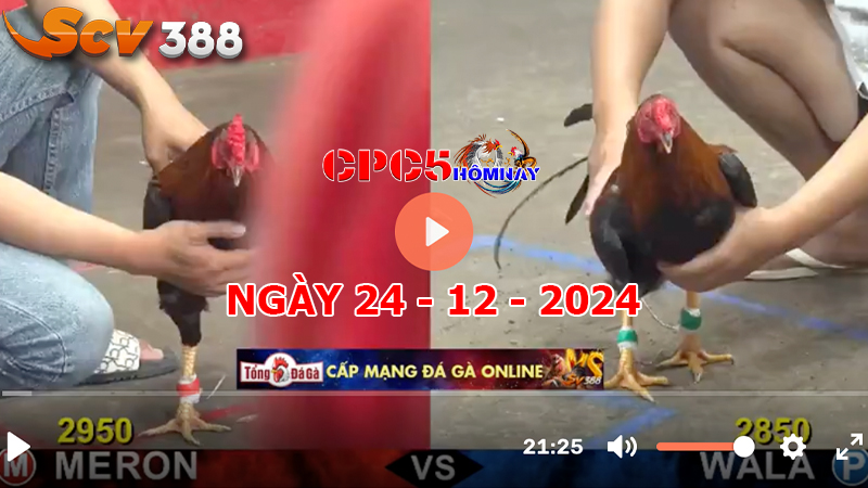 Đá gà CPC5 ngày 24-12-2024