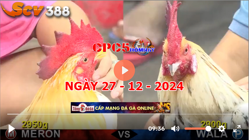 Đá gà CPC5 ngày 27-12-2024