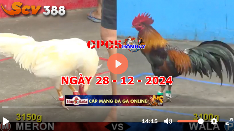 Đá gà CPC5 ngày 28-12-2024